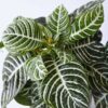 Aphelandra - Zebra plante ⬆️ 25 à 30cm – Image 4