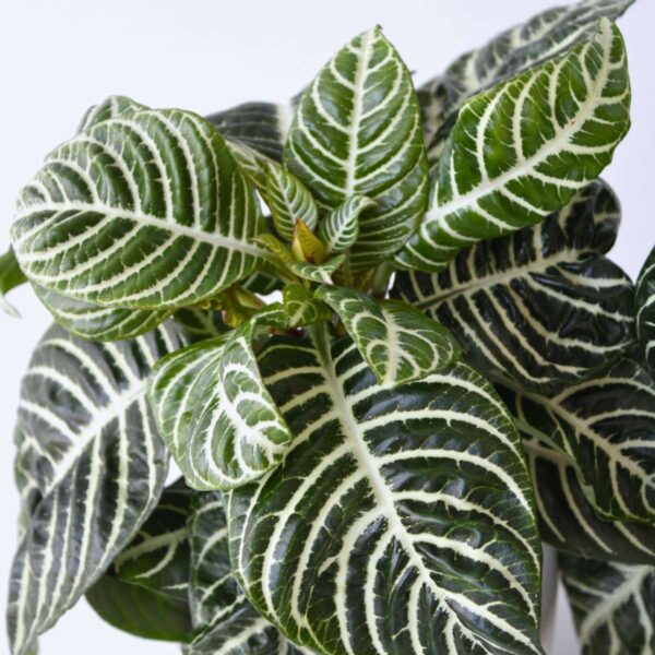 Aphelandra - Zebra plante ⬆️ 25 à 30cm – Image 4