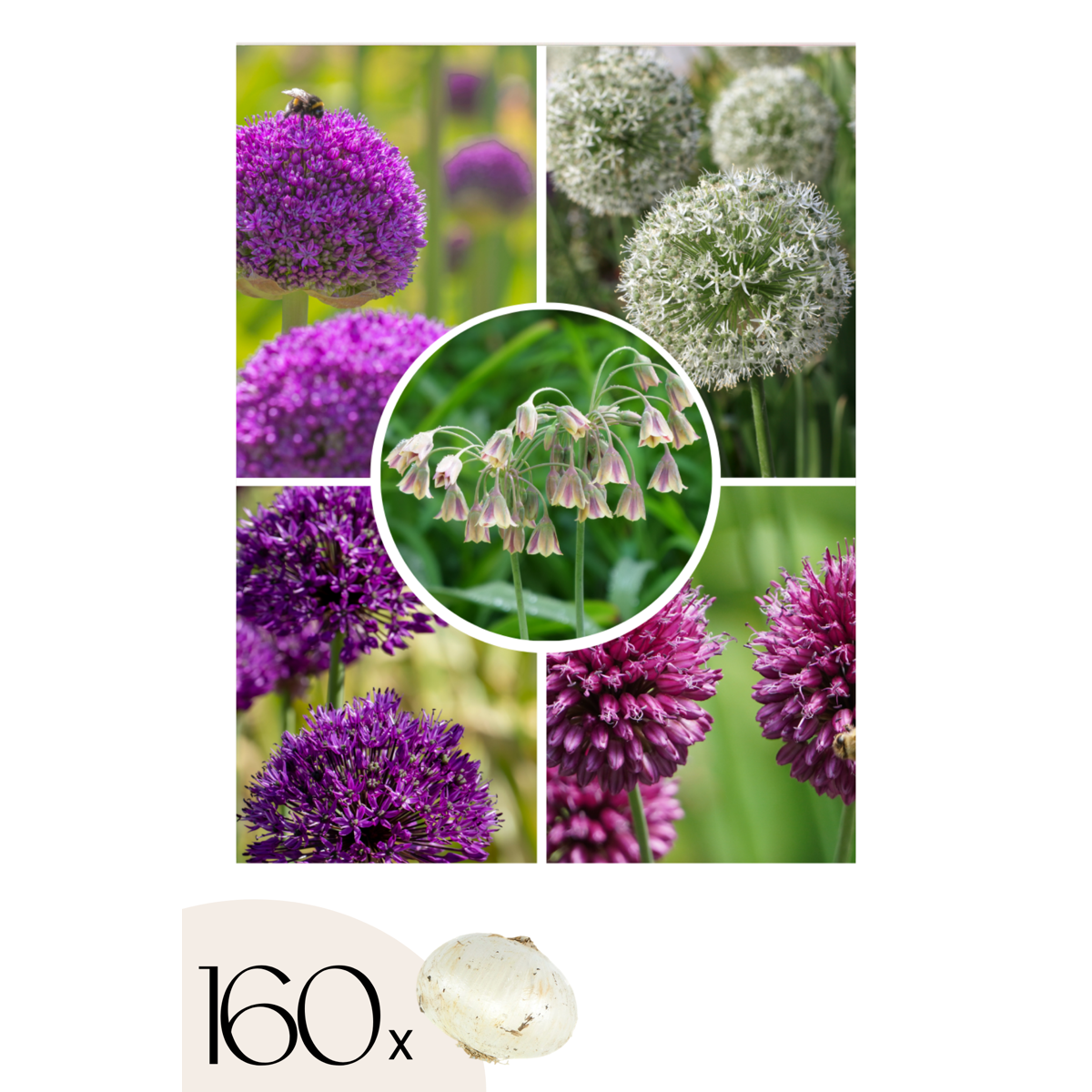 Bulbes Allium – Mix de 160 avec 5 variétés