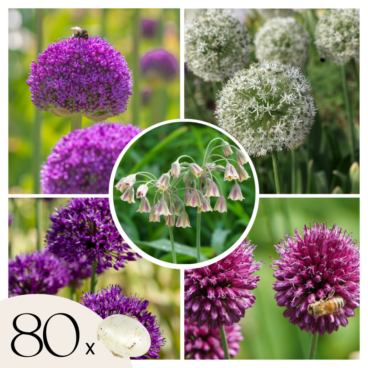 Bulbe d’Allium – Set de 80 – 5 variétés