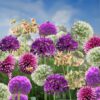 Bulbe d'Allium - Set de 80 - 5 variétés – Image 2