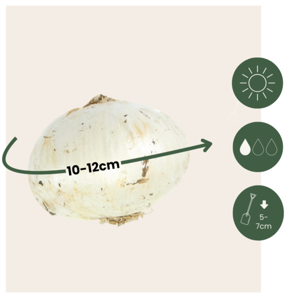 Bulbe d'Allium - Set de 80 - 5 variétés – Image 3
