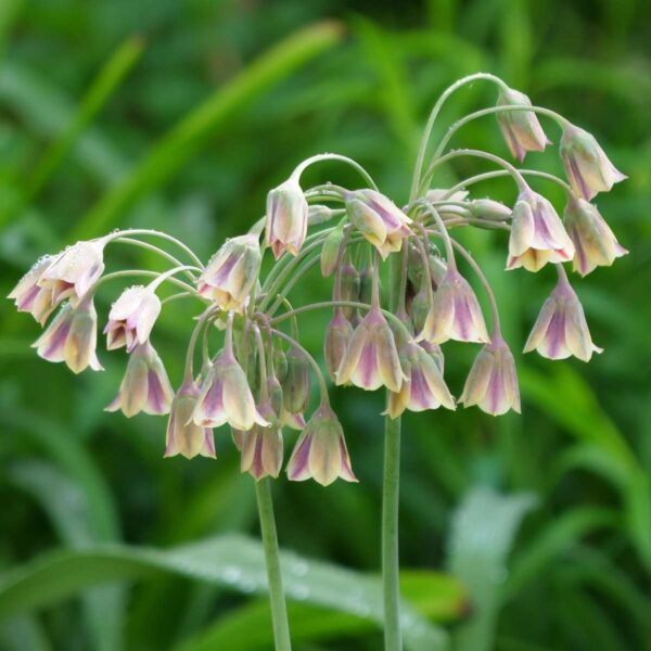 Bulbe d'Allium - Set de 80 - 5 variétés – Image 4