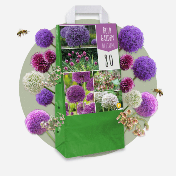 Bulbe d'Allium - Set de 80 - 5 variétés – Image 5