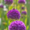 Bulbe d'Allium - Set de 80 - 5 variétés – Image 6