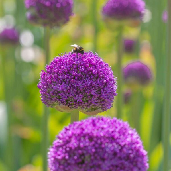 Bulbe d'Allium - Set de 80 - 5 variétés – Image 6