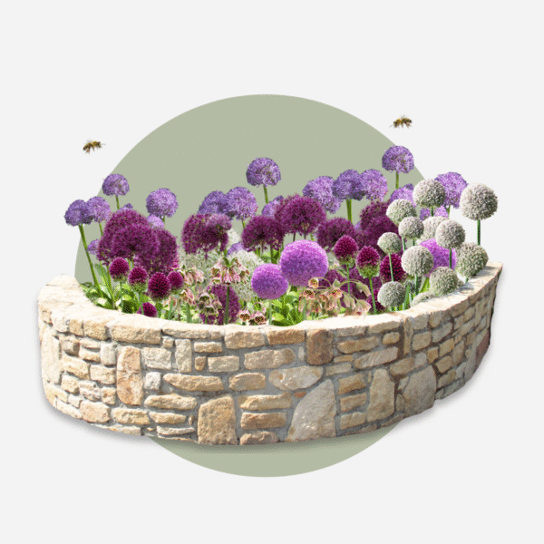 Bulbe d'Allium - Set de 80 - 5 variétés – Image 7