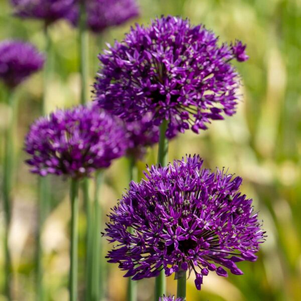 Bulbe d'Allium - Set de 80 - 5 variétés – Image 8