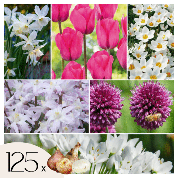 Bulbes Garden Pink - 125 bulbes - Narcis, Allium, Tulipes, crocus