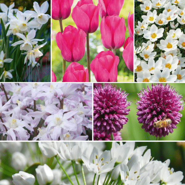 Bulbes Garden Pink - 125 bulbes - Narcis, Allium, Tulipes, crocus – Image 2