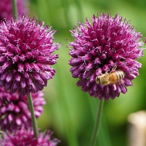 Bulbes Garden Pink - 125 bulbes - Narcis, Allium, Tulipes, crocus – Image 4