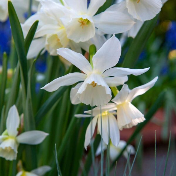 Bulbes Garden Pink - 125 bulbes - Narcis, Allium, Tulipes, crocus – Image 6