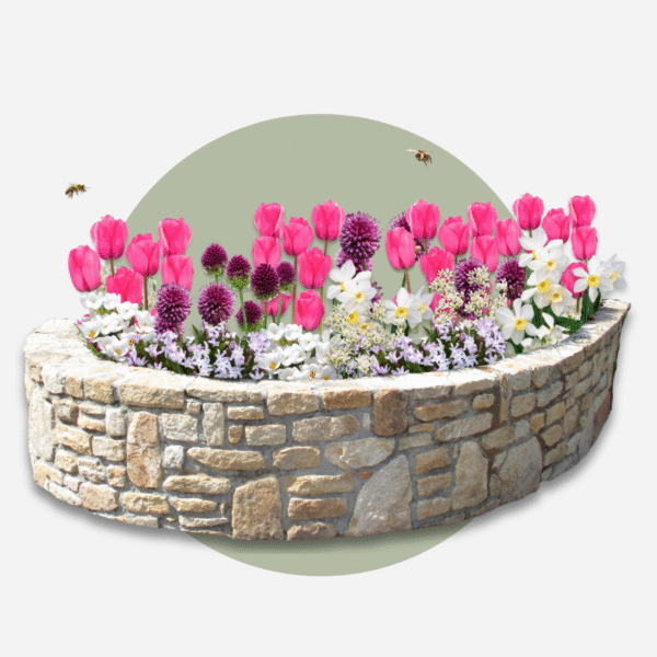 Bulbes Garden Pink - 125 bulbes - Narcis, Allium, Tulipes, crocus – Image 7