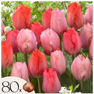 Tulipes rose et rouge- Set de 80