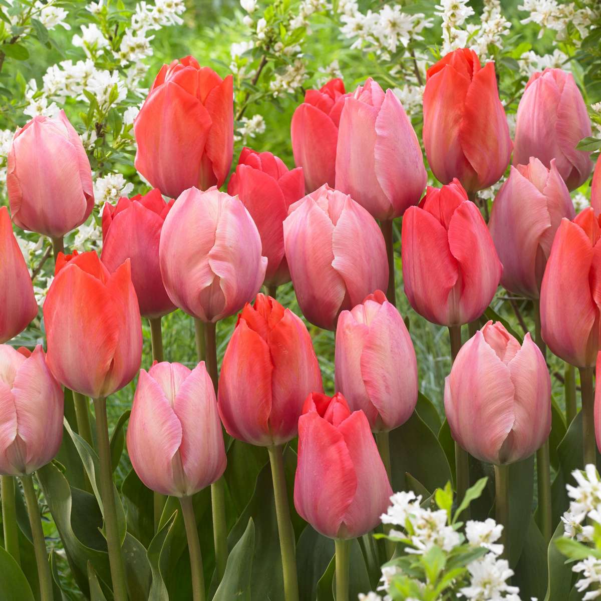 Tulipes rose et rouge- Set de 80 – Image 2