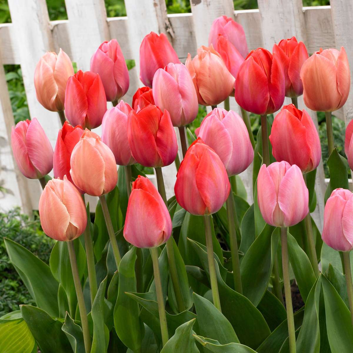 Tulipes rose et rouge- Set de 80 – Image 5