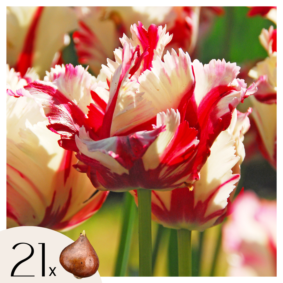 Tulipe ‘Estella Rijnveld’ – Set de 21