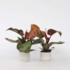 Philodendron 'soleil' - Set de 2