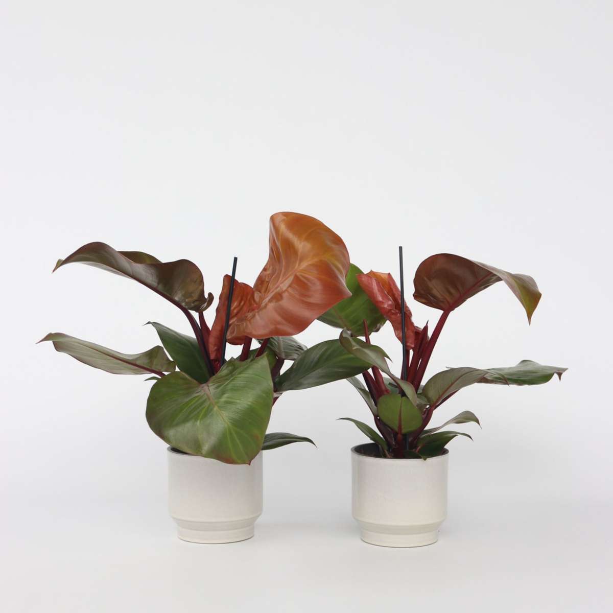 Philodendron ‘soleil’ – Set de 2