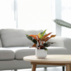 Philodendron 'soleil' - Set de 2 – Image 2