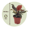 Philodendron 'soleil' - Set de 2 – Image 3