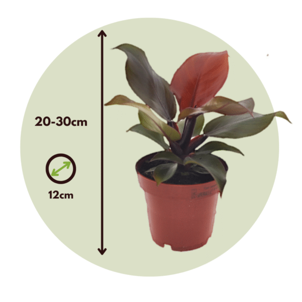 Philodendron 'soleil' - Set de 2 – Image 3