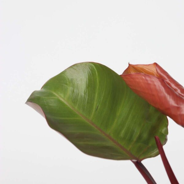 Philodendron 'soleil' - Set de 2 – Image 4