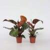 Philodendron 'soleil' - Set de 2 – Image 5