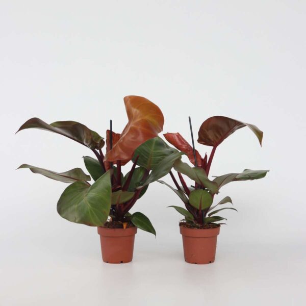 Philodendron 'soleil' - Set de 2 – Image 5