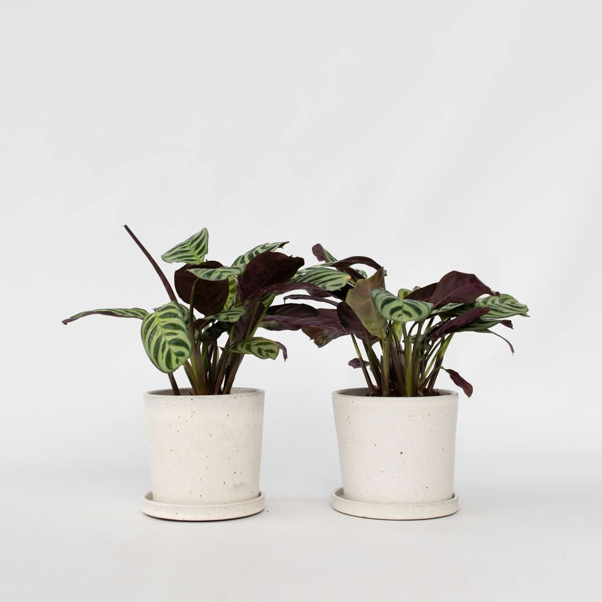 Ctenanthe Amagris – Set de 2