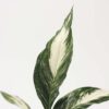 Spathiphyllum 'Diamond' – Image 10