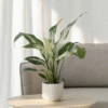 Spathiphyllum 'Diamond' – Image 2