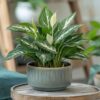 Spathiphyllum 'Diamond' – Image 5