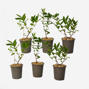 Lonicera Kamtchatica - Set de 6