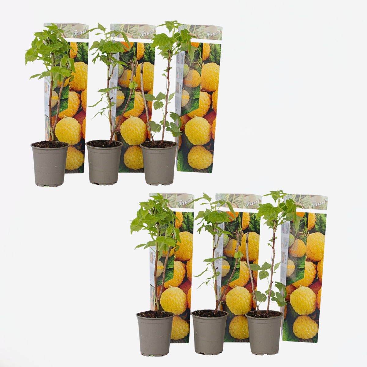 Framboosplanten – Set Van 6 – Gele Framboosplanten