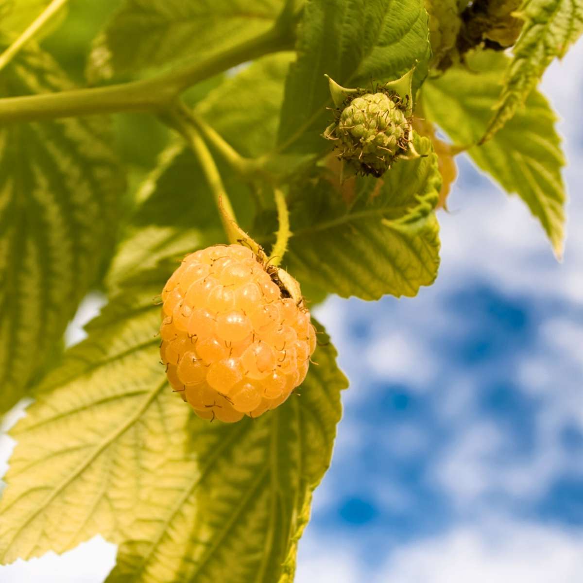 Plants de framboises - Set de 6 - Plants de framboises jaunes – Image 4