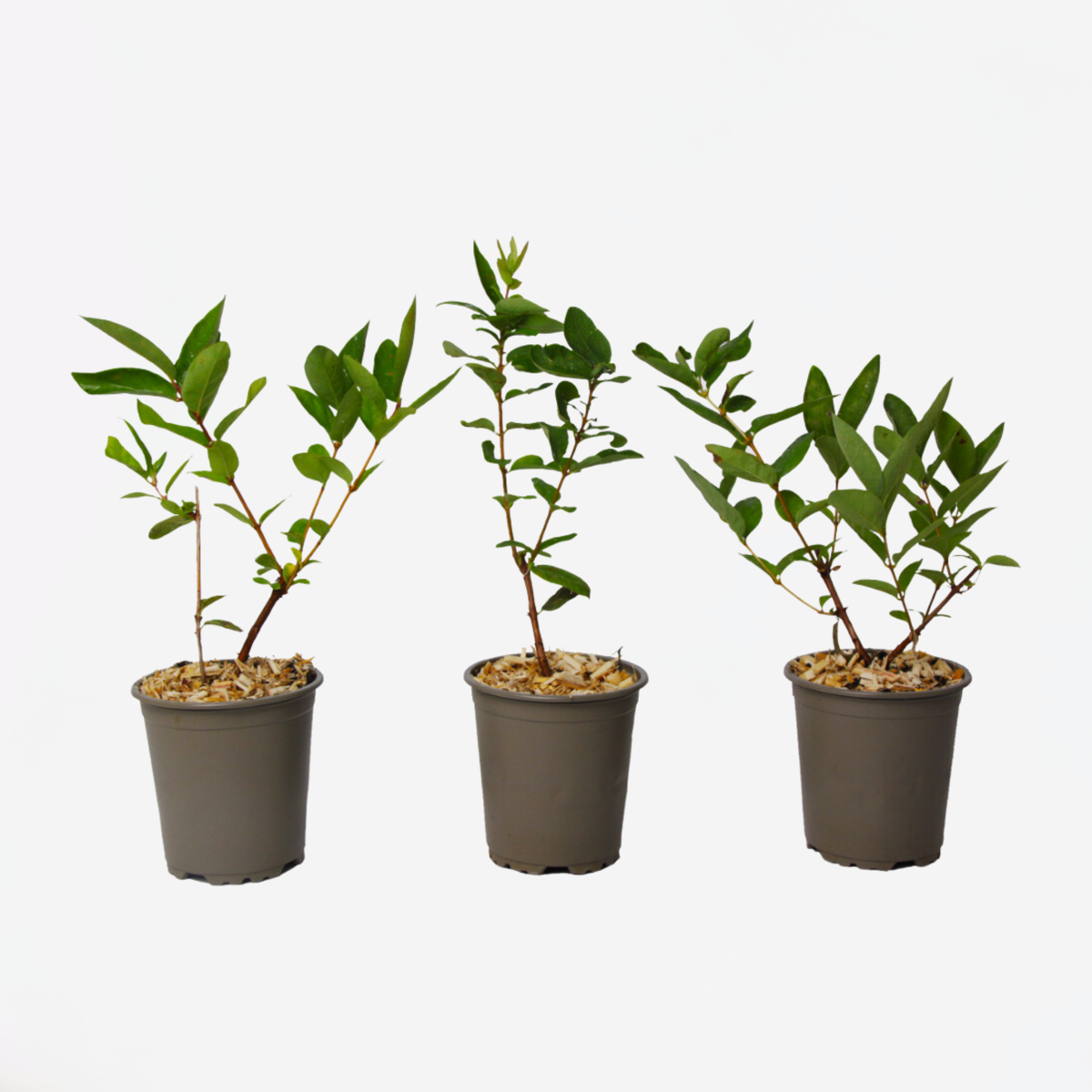 Lonicera Kamtchatica – Set Van 3 – Honingbes