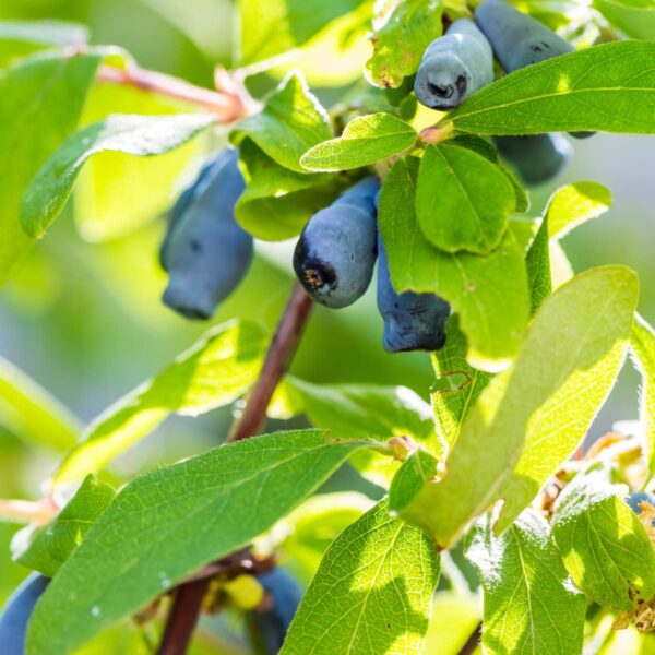 Lonicera Kamtchatica - Set Van 3 - Honingbes – Image 4
