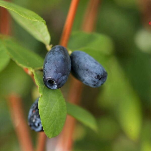 Lonicera Kamtchatica - Set Van 3 - Honingbes – Image 5