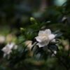 Gardenia Jasminoides - Witte Bloemen - Jasmijn – Image 2