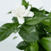 Gardenia Jasminoides - Witte Bloemen - Jasmijn – Image 4