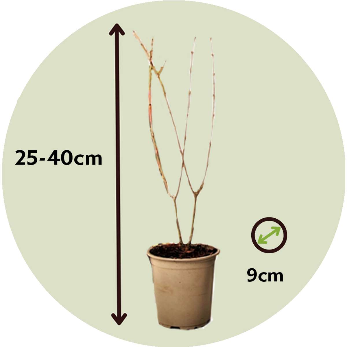 Punica Granatum - Set de 6 - Grenade – Image 3