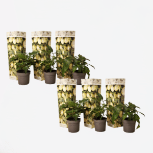 Solanum 'Pepino Gold' - Meloenpeer - Set Van 6