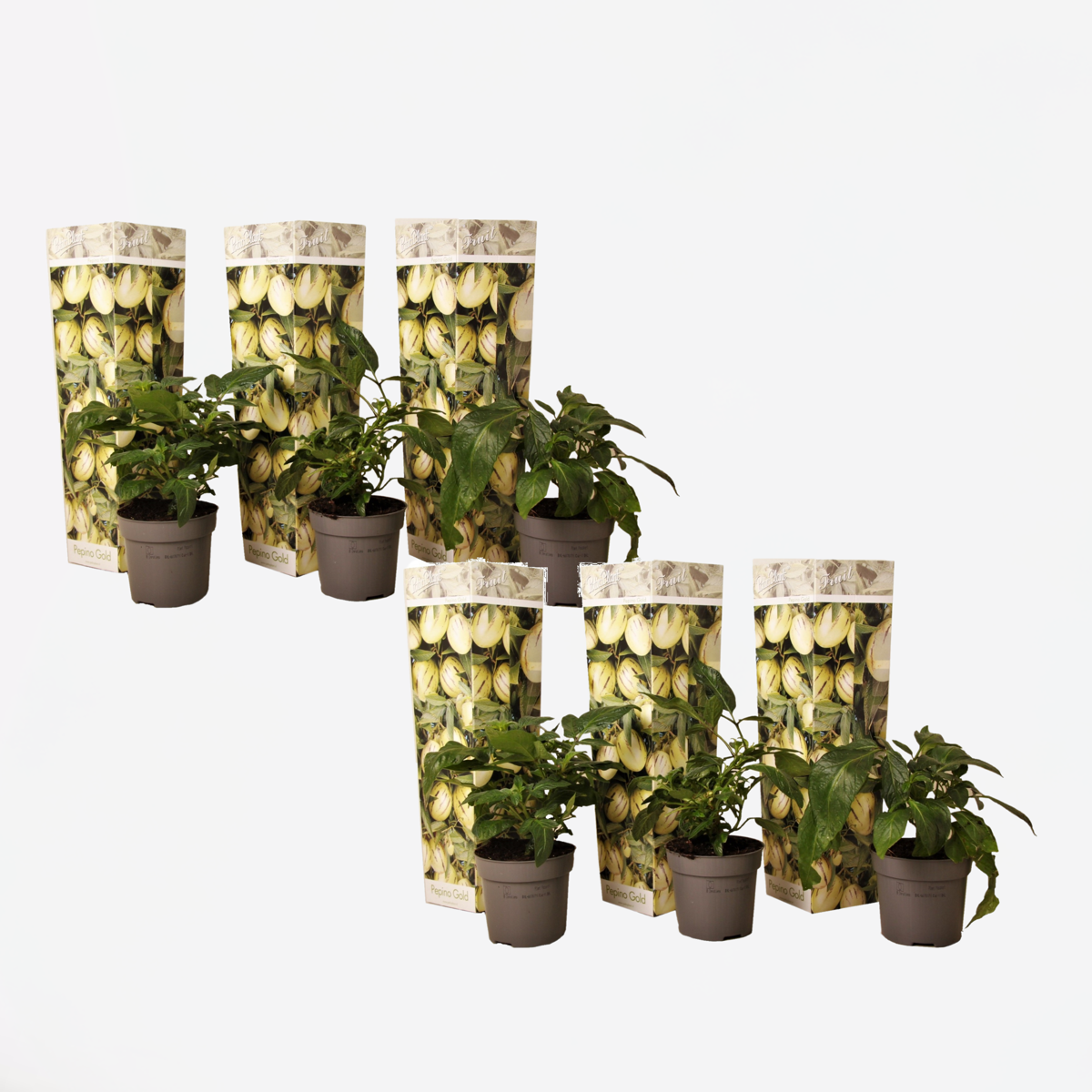 Solanum ‘Pepino Gold’ – Meloenpeer – Set Van 6