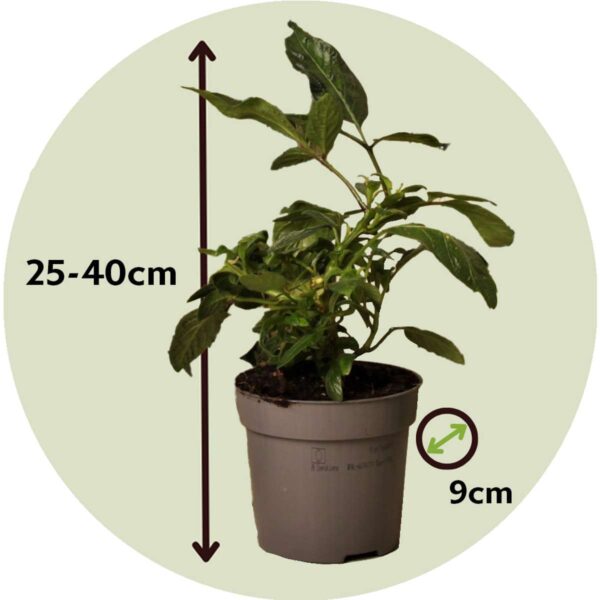 Solanum 'Pepino Gold' - Meloenpeer - Set Van 6 – Image 3