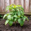 Solanum 'Pepino Gold' - Meloenpeer - Set Van 6 – Image 5