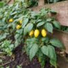 Solanum 'Pepino Gold' - Meloenpeer - Set Van 6 – Image 7