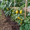 Solanum 'Pepino Gold' - Meloenpeer - Set Van 6 – Image 8