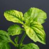 Solanum 'Pepino Gold' - Meloenpeer - Set Van 6 – Image 9