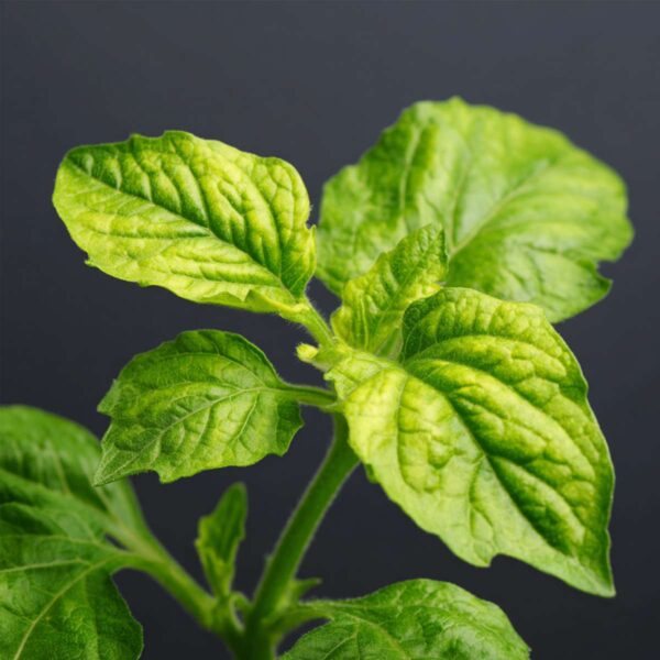 Solanum 'Pepino Gold' - Meloenpeer - Set Van 6 – Image 9